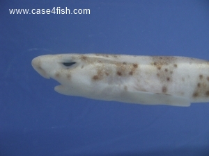 Foto Galerie/Carcharhiniformes/Scyliorhinus stellaris/Scyliorhinus stellaris_05_S.jpg